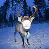 reindeer portrait in winter snow time photo