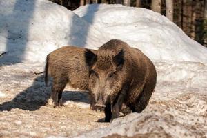 Wild pork boar while eating on the snow photo