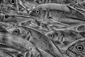 Inside Caranx school of fish underwater in black and white photo