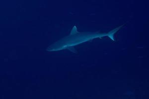 Grey shark jaws ready to attack underwater close up portrait photo