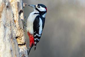 Male Red woodpecker photo