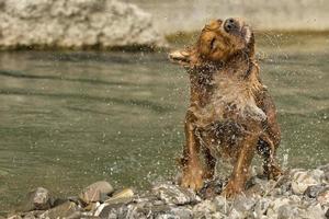 English cocker spaniel dog while squeezing photo