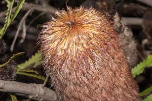 Australia bush flora flowers detail banksia flower photo