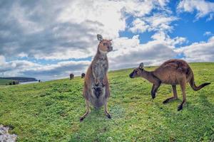 Kangaroos mother father and son portrait photo