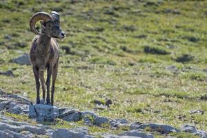 Big Horn Sheep portrait photo