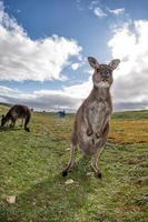 Kangaroo looking at you on the grass photo