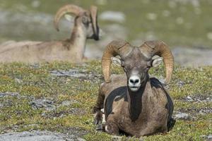 Big Horn Sheep portrait while looking at you photo