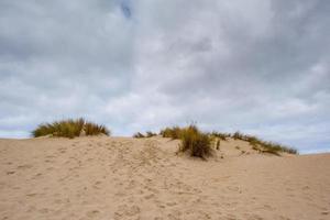 dunas de arena de australia en el monte foto