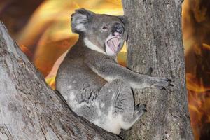 yelling crying koala in australia bush fire photo