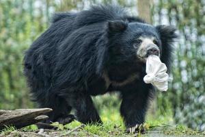 Sloth black asian bear photo