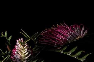 Australia bush flora flowers detail banksia flower photo