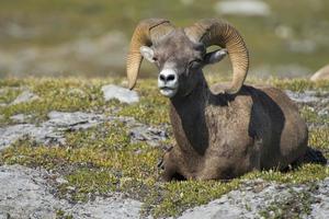 Big Horn portrait photo