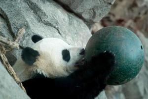 giant panda while playing with a ball photo