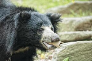 Sloth black asian bear photo