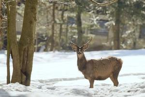 Deer Family in snow and forest background photo