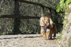 A dog running to you while holding a pine cone photo