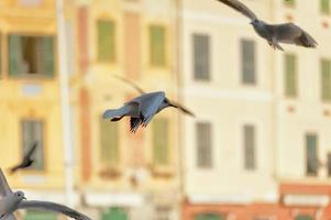 portofino painted houses photo