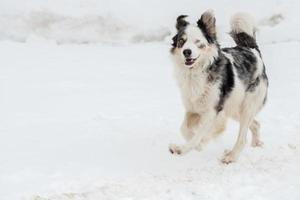 blue eyed dog on the snow background photo