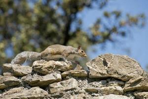 Isolated grey squirrel walking on rocks photo
