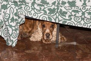 Puppy dog cocker spaniel hiding under the coach photo