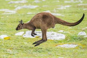 retrato de canguro mientras salta sobre la hierba foto