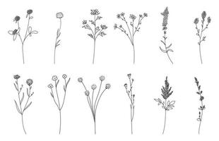 hand drawn flower set, doodle wild flowers, plants, vector illustration