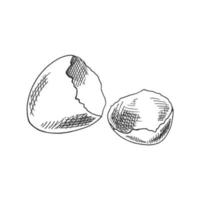 A hand-drawn sketch of a  broken eggshell. Easter Holiday. Vector illustration.  Drawing isolated on white background. Vintage element.