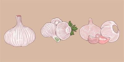 Garlic vector set collection graphic clipart design