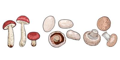 Mushroom vector set collection graphic clipart design