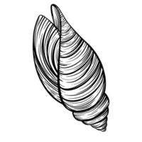 Marine spiral seashell or oceanshell for design of invitation, fabric, textile, etc. vector