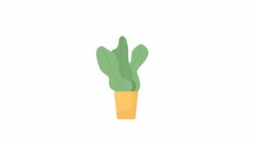 Animated potted houseplant. Flat cartoon style icon 4K video footage. Low maintenance indoor plant in pot color illustration on white background with alpha channel transparency for animation