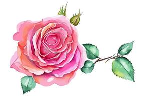 Pretty Pink Watercolor Rose vector