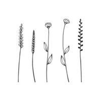 conjunto de hierbas y flores silvestres. elementos florales dibujados a mano. ilustración vectorial aislado sobre fondo blanco. vector