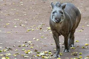 Tapir portrait while looking at you photo