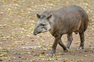 Tapir portrait while looking at you photo