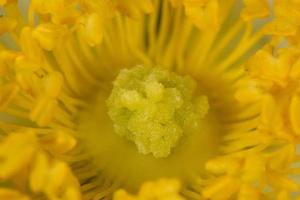 yellow pistil flower macro photo