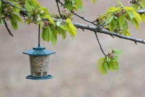 pájaro alimentador caja lleno de semillas foto