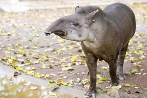 retrato de tapir mientras te mira foto