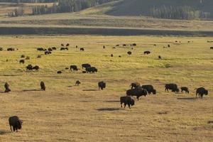 Buffalo Bison in Yellowstone photo