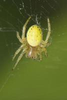 un amarillo araña colgando en sus web foto