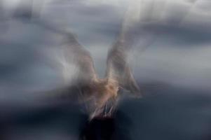 move effect on seagulls while flying photo