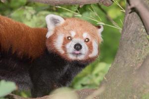 retrato de primer plano de panda rojo foto