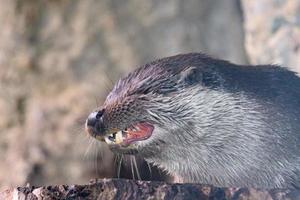 otter eating a chick in the river photo