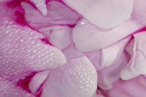 Pink Leaf with morning dew photo