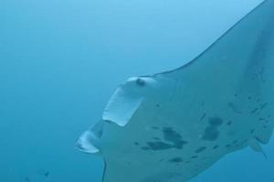 Manta in the deep blue ocean background photo