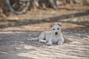 Puppy newborn White Pomeranian dog photo