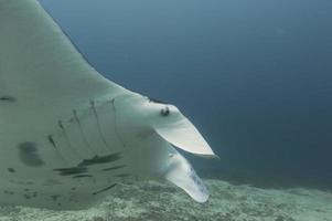 Manta in the deep blue ocean background photo