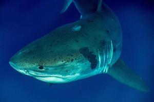 Great White shark ready to attack photo
