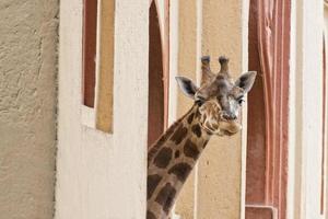 Isolated giraffe close up portrait while looking at you from house photo