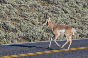 Pronghorn in Lamar Valley photo